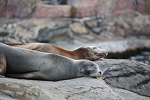 海狮,睡觉
