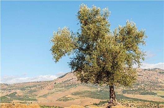 橄榄树,摩洛哥,非洲