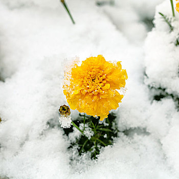 黄花,第一,雪,花坛