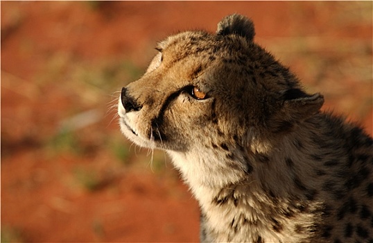 印度豹,非洲