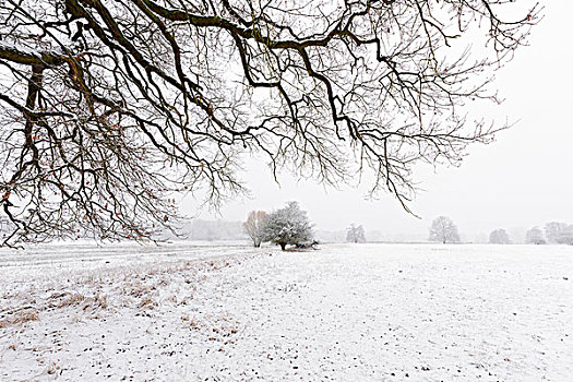 积雪,老,橡树,黑森州,德国