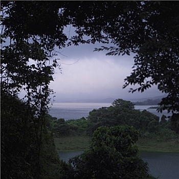 哥斯达黎加,树