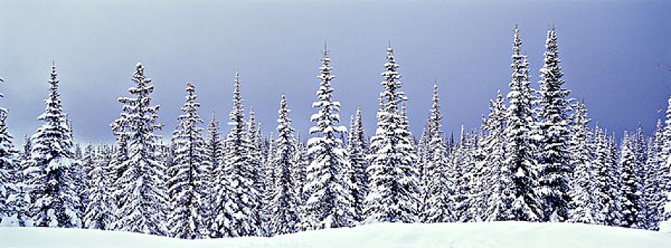 全景,冬天,亚高山,树林,冷杉,云杉,银,星,省立公园,不列颠哥伦比亚省,加拿大