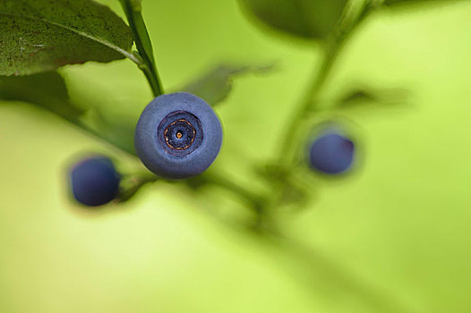 特写,蓝莓,越桔属,瑞典,欧洲