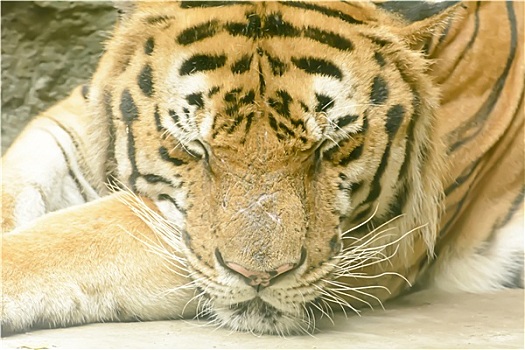 虎,睡觉