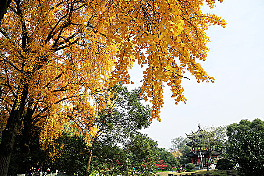 银杏美如,黄金,公园冬景醉人