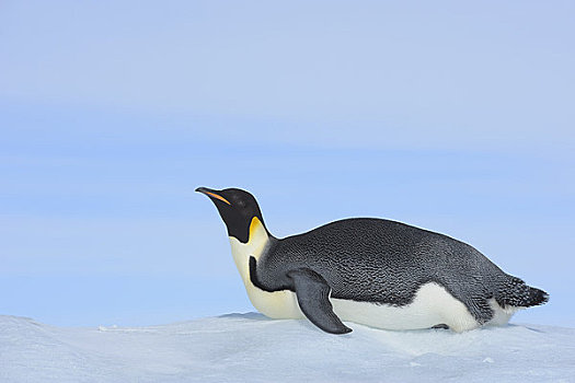 帝企鹅,滑动,冰,雪丘岛,南极