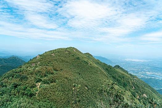 高山植被