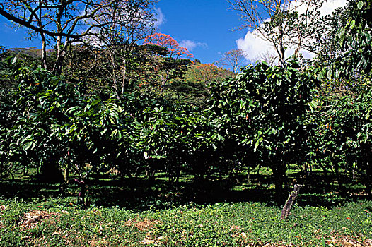 多巴哥岛,可可,种植园