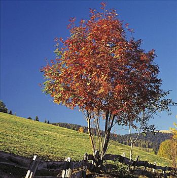 树,秋天,草地,山峦,南蒂罗尔,意大利,欧洲