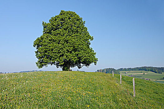 酸橙树,伯恩,瑞士