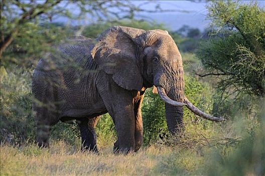 非洲,灌木,大象,非洲象,老人,雄性动物,萨布鲁国家公园,肯尼亚,东非