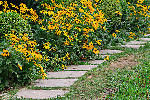 黄花小路