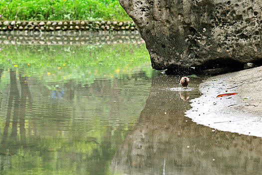 浣花溪公园的小画眉洗澡