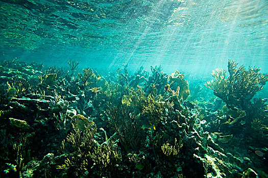 海草,植物,海底,阳光,流动,水,古巴