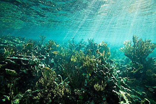 海草,植物,海底,陽光,流動,水,古巴