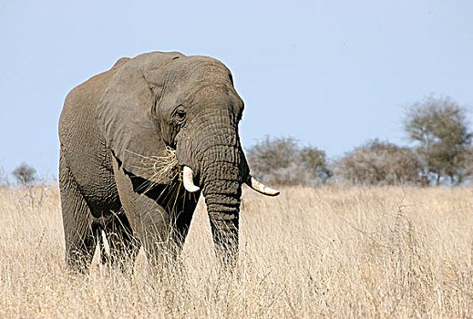 非洲,大象,成年,干燥,草,克鲁格国家公园,南非
