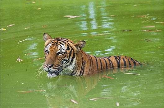 虎,游泳,野生