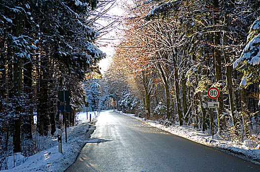 冬天,道路,晴朗,混交林,巴伐利亚,德国,欧洲