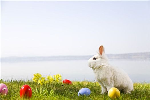 兔子,复活节彩蛋,草丛
