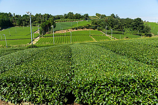 绿茶,地点