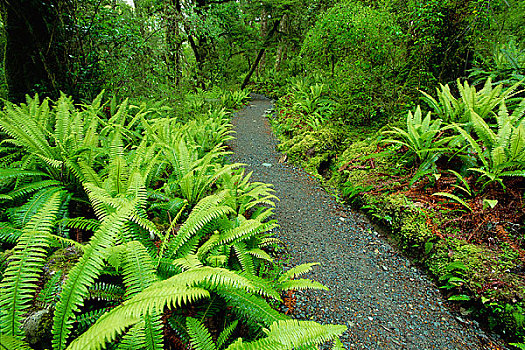 小路,树林,峡湾国家公园,南岛,新西兰