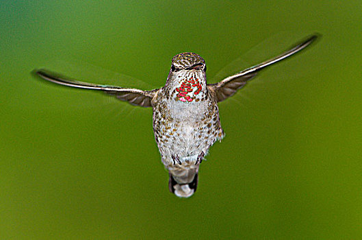 蜂鸟,飞行,维多利亚,温哥华岛,不列颠哥伦比亚省,加拿大