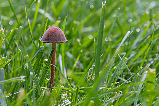 一个小蘑菇