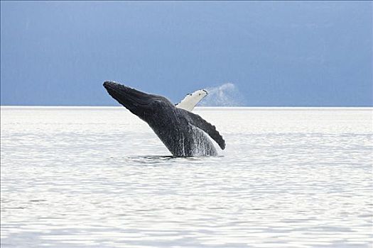 驼背鲸,大翅鲸属,鲸鱼,须鲸,阿拉斯加,美国