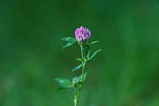 花,特写