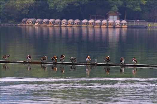 杭州西湖候鸟栖息