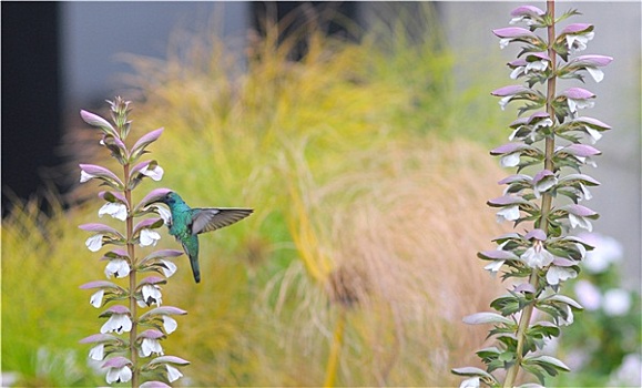 小,蜂鸟,靠近,花,冰冻,动作,翼,伸展,彩色,背景