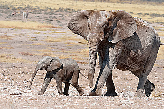 非洲象,女性,幼仔,遮盖,泥,水坑,埃托沙国家公园,纳米比亚,非洲