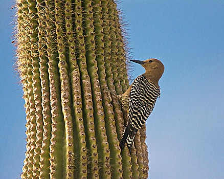 啄木鸟,树形仙人掌,萨瓜罗国家公园,亚利桑那,美国