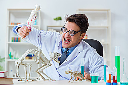 有趣,科学家,猫,骨骼,实验室,诊所