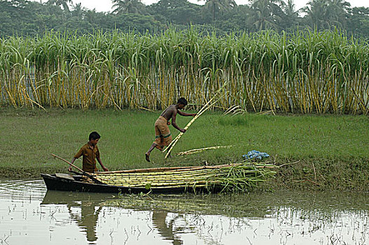 农民,采集,甘蔗,船,收集,地点,孟加拉,八月,2005年