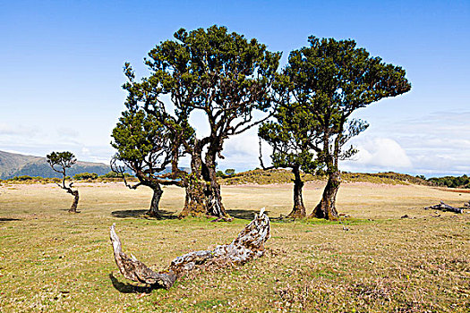 树,世纪,高原,保罗的艺术,葡萄牙