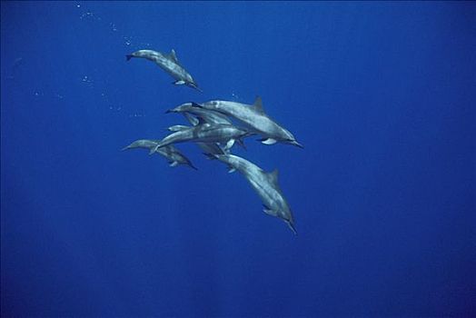 飞旋海豚,长吻原海豚,群,游泳,巴西