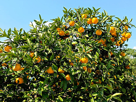 桔园采摘,橘子