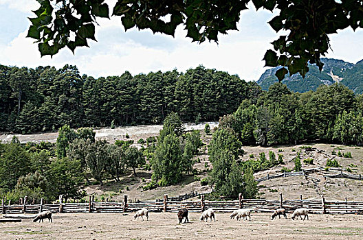 羊群,农场,巴塔哥尼亚,阿根廷