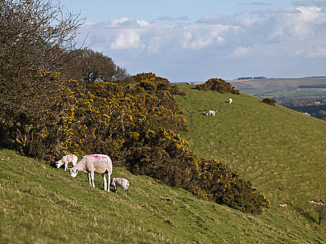 英格兰,威尔特,山,绵羊,放牧