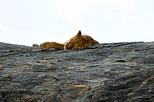 非洲狮,狮子,休息,石头,塞伦盖蒂国家公园,坦桑尼亚