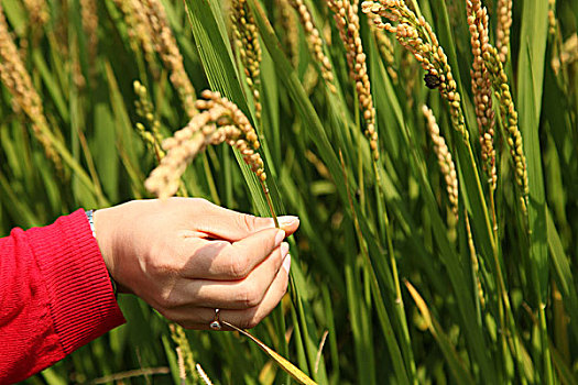 水稻,稻田,粮食,农作物,大米,丰收,田野,饱满,成熟,手,喜悦,抚摸