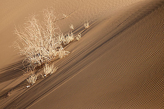 沙漠,骆驼刺