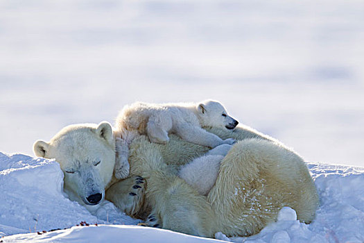 睡觉,北极熊,家庭,瓦普斯克国家公园,曼尼托巴,加拿大