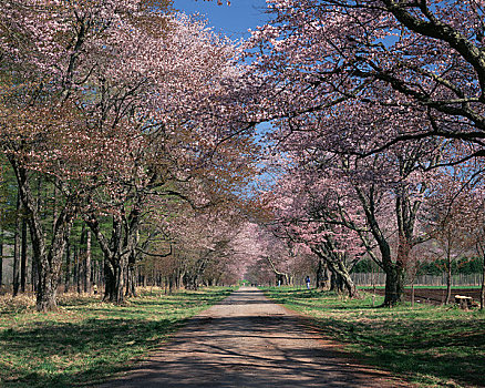 樱桃树,道路