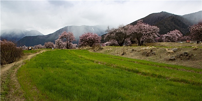 野桃花观赏圣地索松村