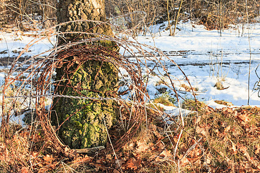 刺铁丝网,桦树,冬天