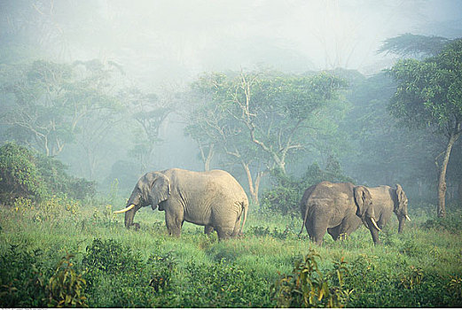 非洲象,恩格罗恩格罗,保护区,坦桑尼亚