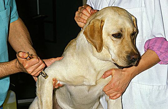 拉布拉多犬,兽医
